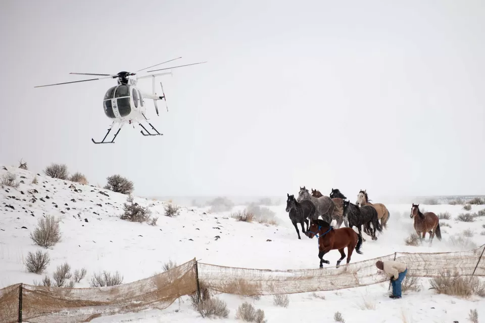 Wild Horses BLM